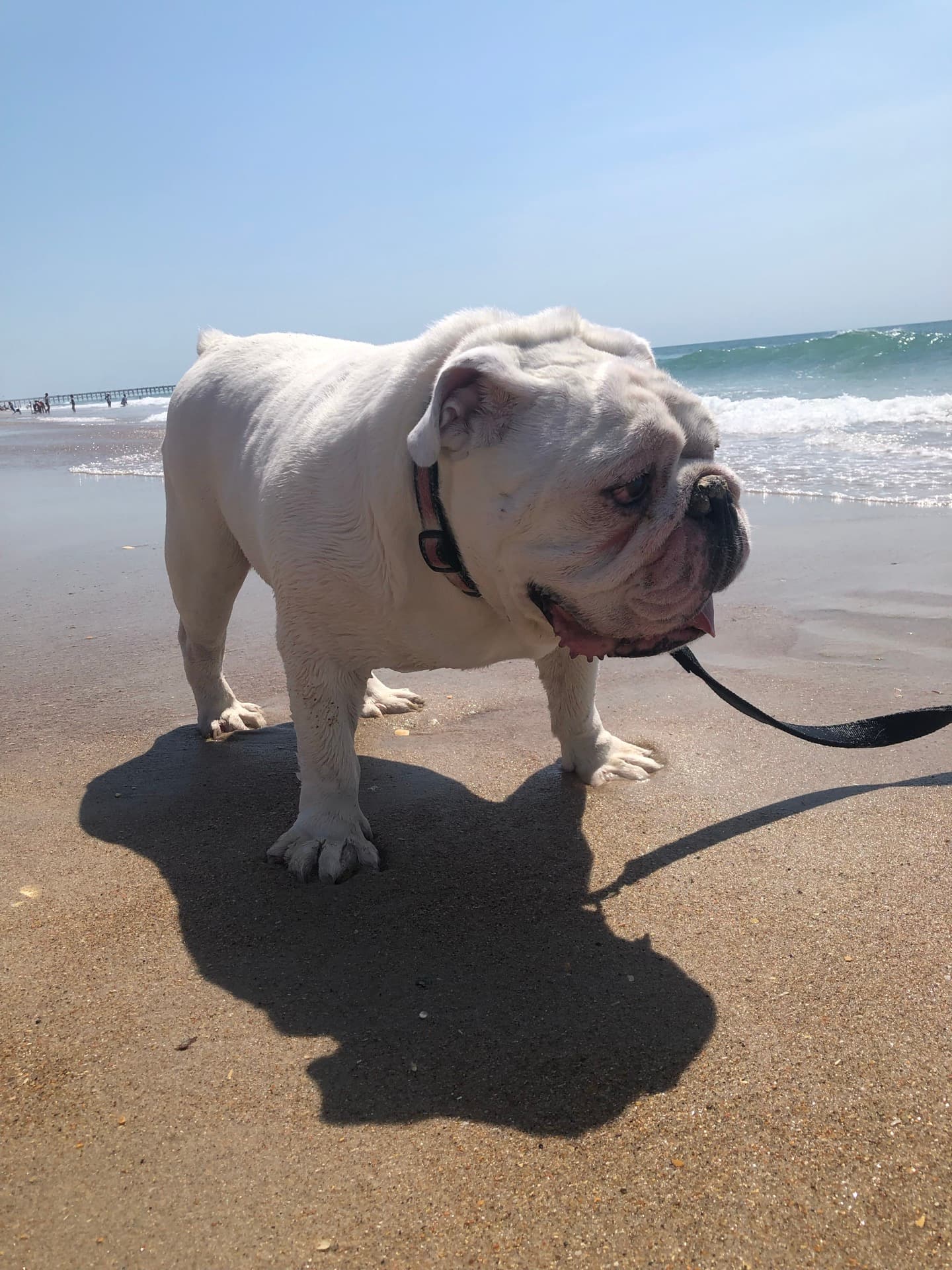 White English bulldog on Topsail beach