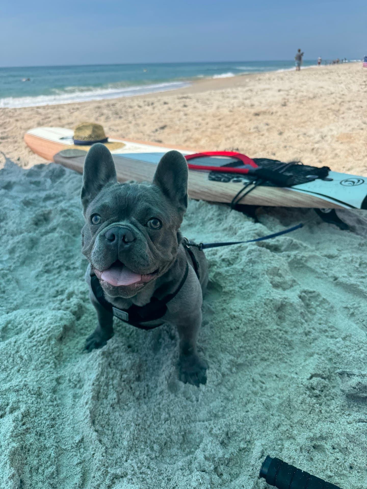 French bulldog on Topsail beach with paddleboards lined up behind