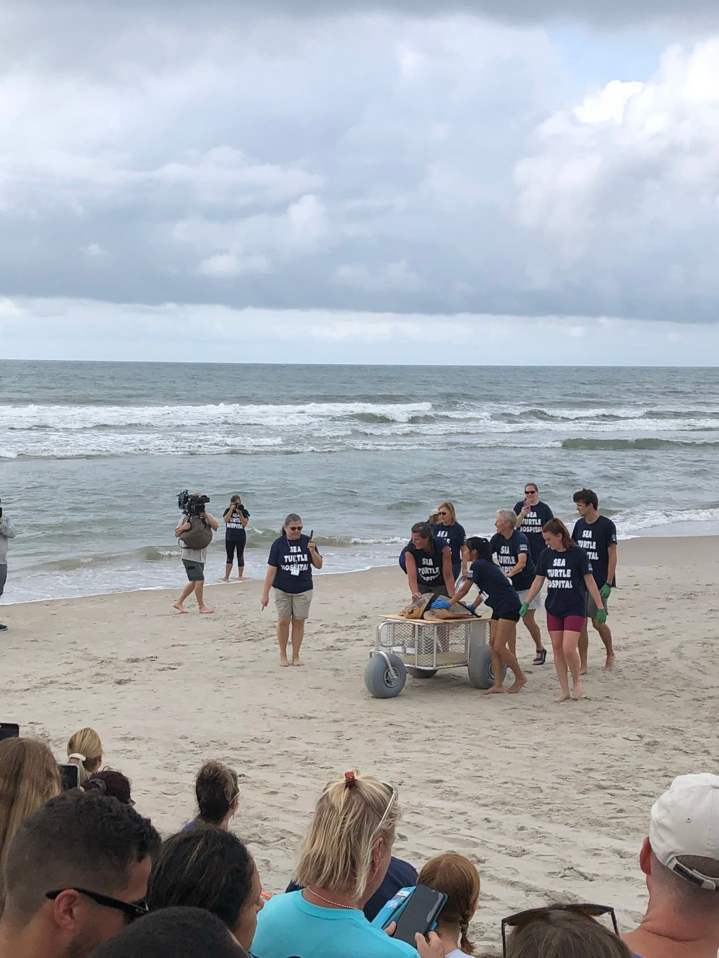 Karen Beasley Sea Turtle Hospital volunteers wheeling a rescued sea turtle to the ocean on Topsail beach as a crowd watches